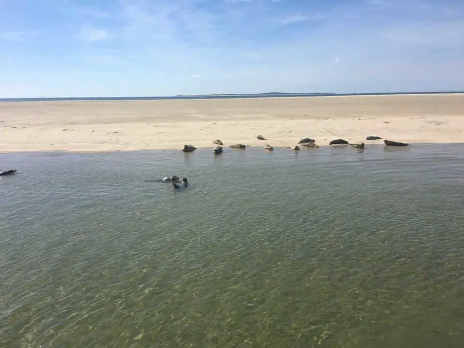 Spelende en zonnende zeehonden op een zandbank in de Waddenzee