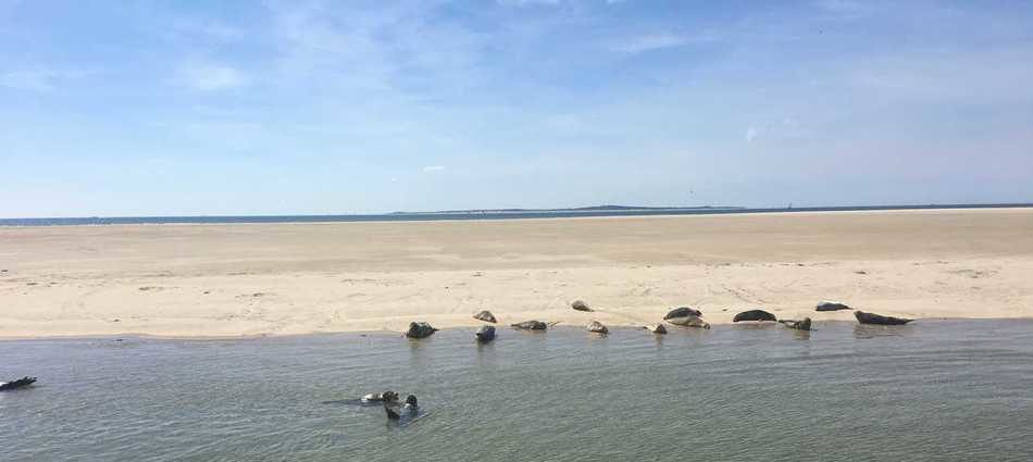 Zeehonden op een zandbank in de Waddenzee