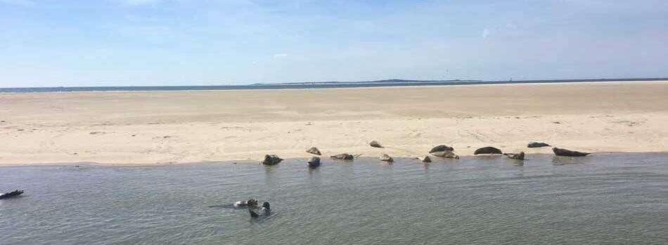 Zeehonden op zandplaat in de Waddenzee