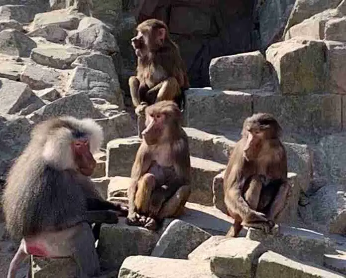 Een groep apen die op een rotspartij zitten.