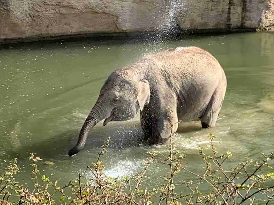 Een olifant wordt natgespoten in een dierentuin in Nederland