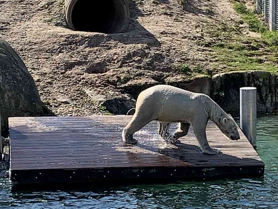 Een ijsbeer in een dierentuin in Nederland