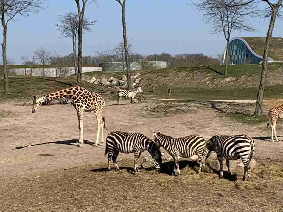Zebra's en giraffen in een dierentuin