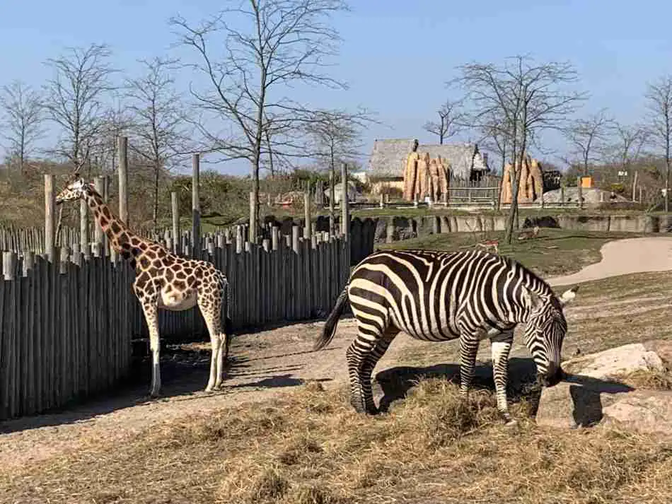 Een giraf en een zebra in Wildlands Emmen