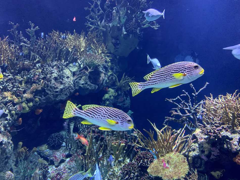 Twee vissen in een tropisch aquarium in Diergaarde Blijdorp
