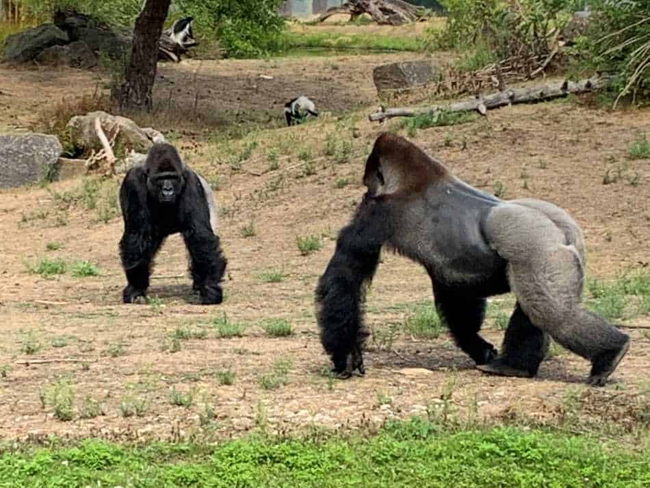 Twee gorilla's in Safaripark Beekse Bergen