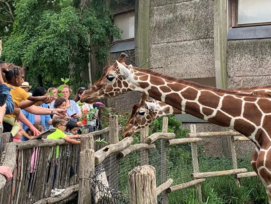 Giraffen worden gevoerd door bezoekers van een dierentuin