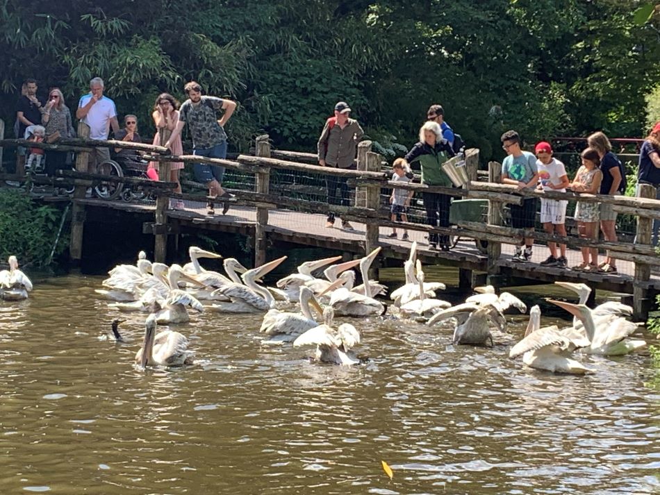 Pelikanen worden gevoerd door toeschouwers in Diergaarde Blijdorp