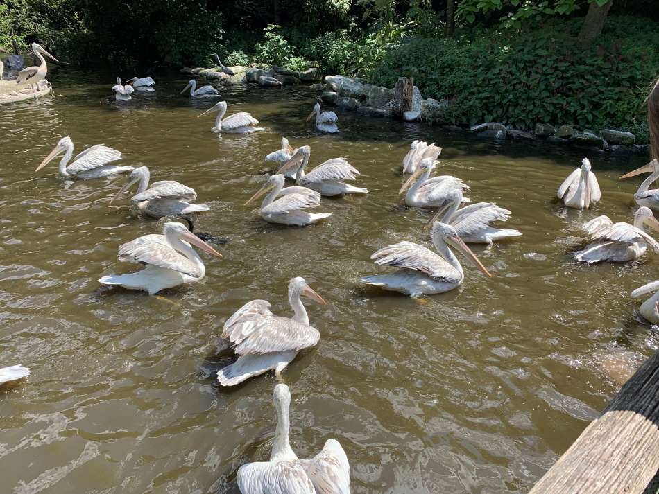 Pelikanen aan het zwemmen in Diergaarde Blijdorp