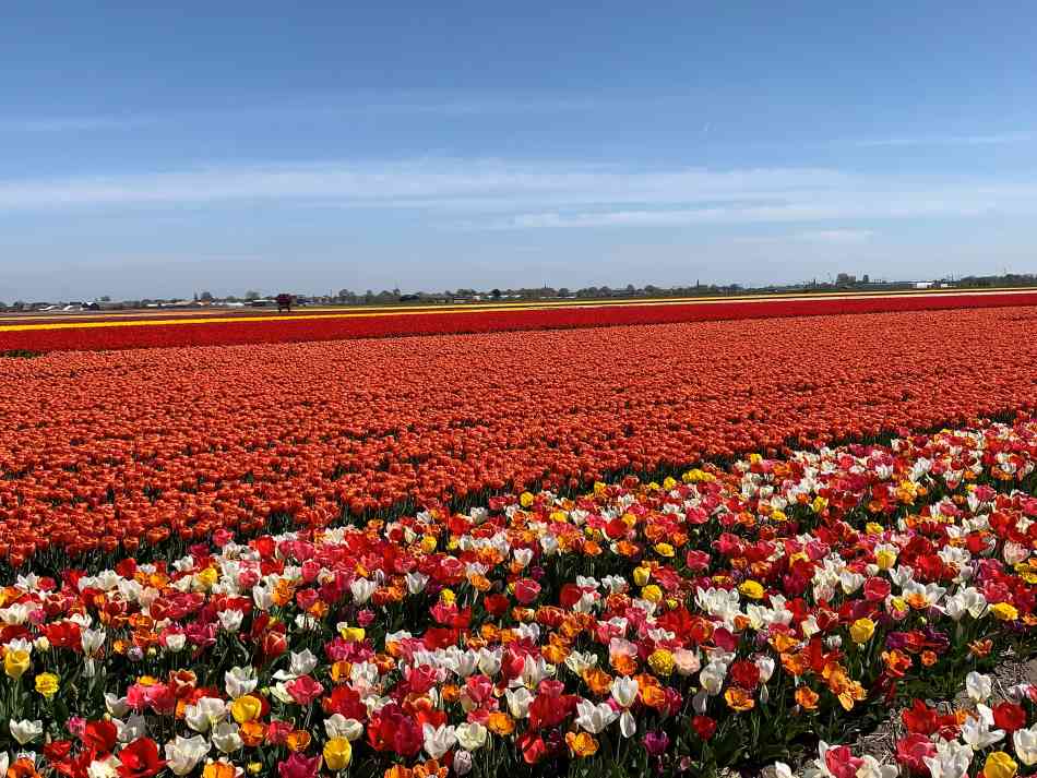 Uitgestrekte tulpenvelden in Nederland nabij Lisse, met rijen van rode en gemengde kleurrijke tulpen onder een helderblauwe lucht.