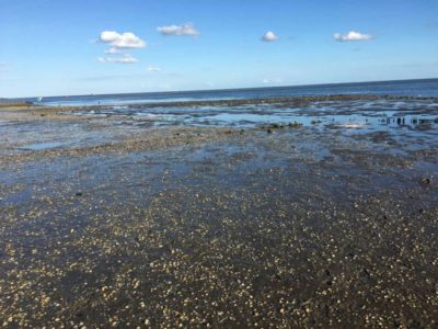 De Waddenzee valt bij laag tij droog waardoor je over de bodem van de Waddenzee kunt lopen